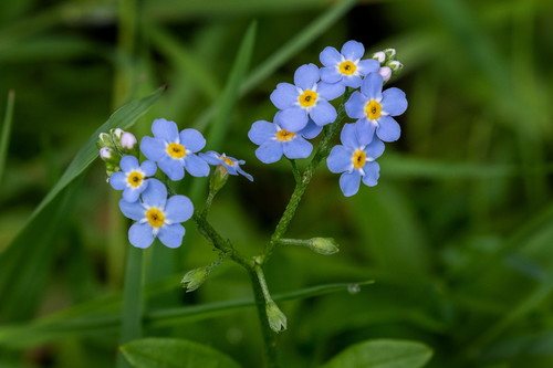 Moerasvergeet-mij-nietje (Myosotis scorpioides)