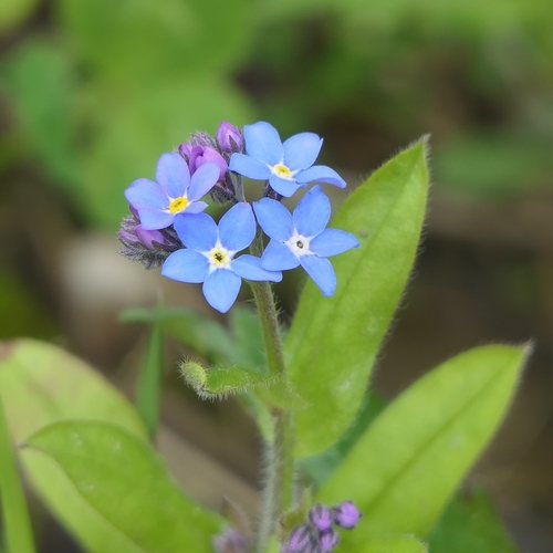 Bosvergeet-mij-nietje (Myosotis sylvatica)