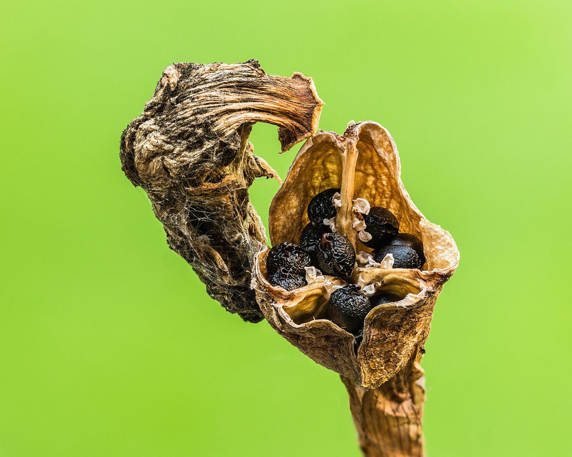 Trompetnarcis (Narcissus pseudonarcissus ssp. major)