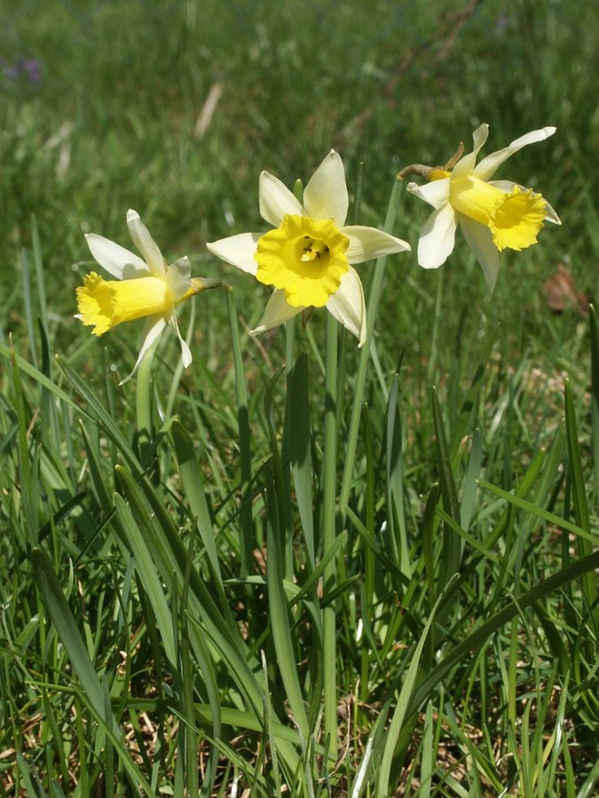 Wilde narcis (Narcissus pseudonarcissus ssp. pseudonarcissus)