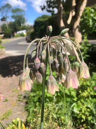 Bulgaarse ui (Nectaroscordum siculum)