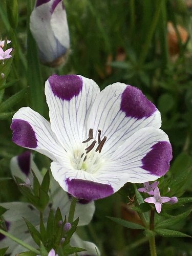 Gevlekt bosliefje (Nemophila maculata)
