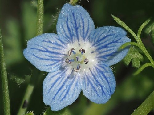Blauw bosliefje (Nemophila menziesii)