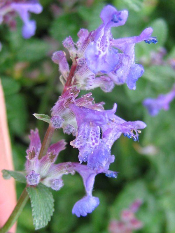 Kattenkruid (Nepeta x faassenii)