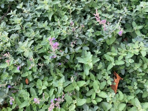 Kattenkruid (Nepeta nervosa)