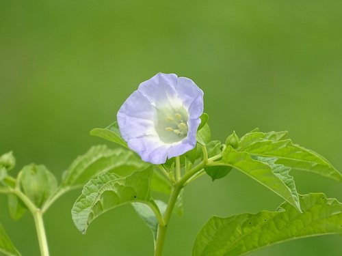 Zegekruid (Nicandra physalodes)