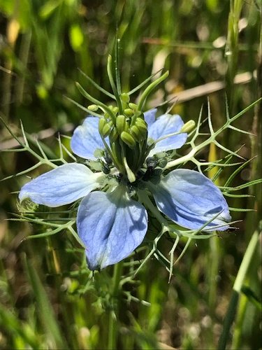Juffertje in het groen (Nigella damascena)