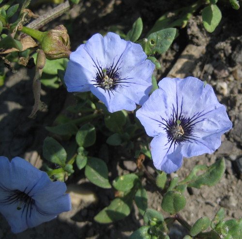 Klokbloem / Valse klokwinde (Nolana humifusa)