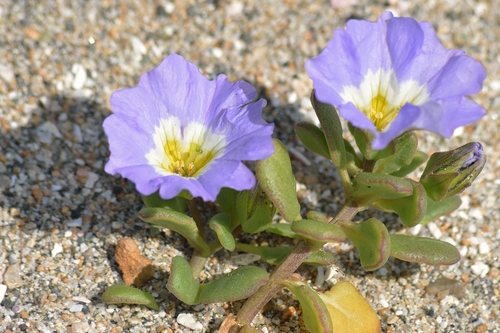 Chileense klokbloem (Nolana paradoxa)