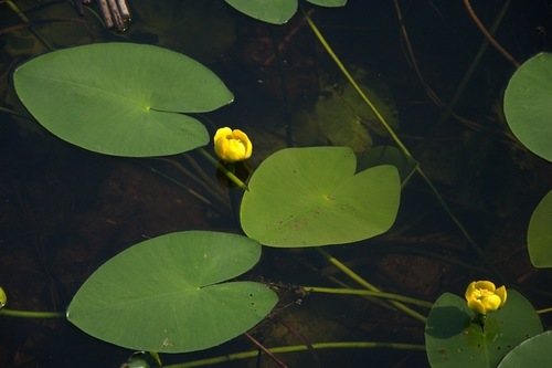 Gele plomp (Nuphar lutea)