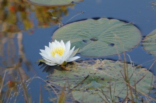 Witte waterlelie (Nymphaea alba)