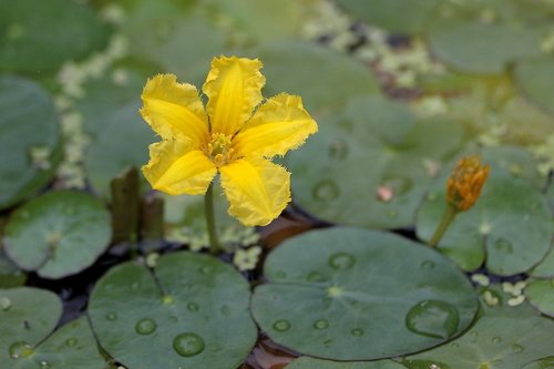 Watergentiaan (Nymphoides peltata)