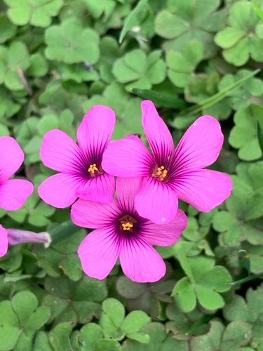 Roze klaverzuring (Oxalis articulata)