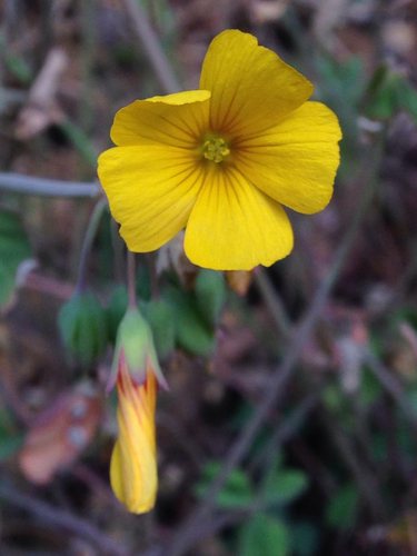 klaverzuring (Oxalis valdiviensis)