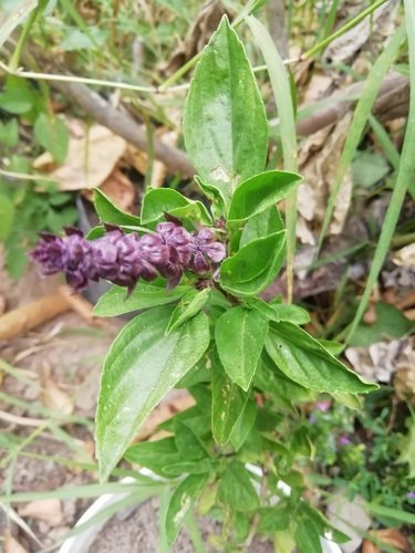 Basilicum (Ocimum basilicum)
