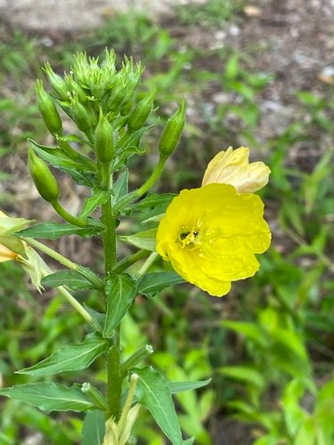 Middelste teunisbloem (Oenothera biennis)