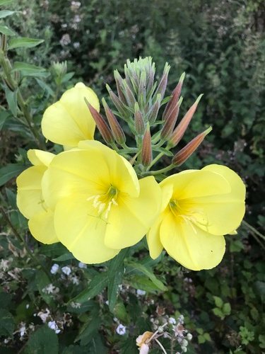 Grote teunisbloem (Oenothera erythrosepala)