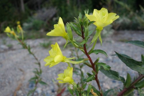 Kleine teunisbloem (Oenothera parviflora)