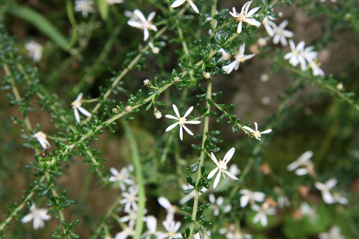 Olearia (Olearia x haastii)