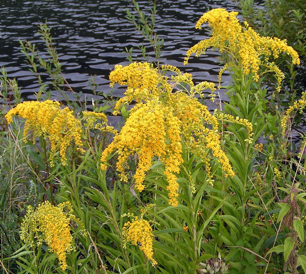 Guldenroede (Oligoneuron (Solidago) rigidum)