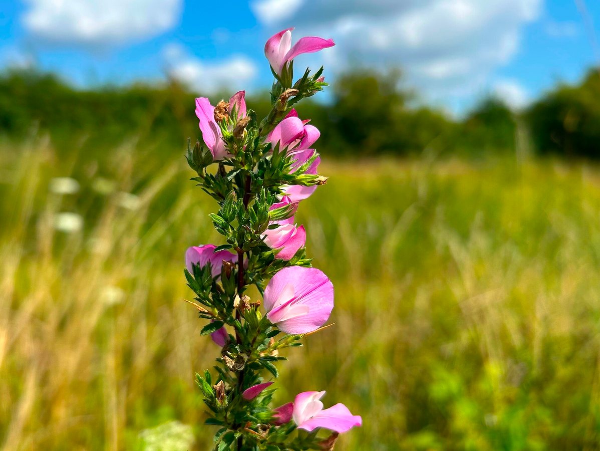 Kattendoorn (Ononis repens ssp. spinosa)