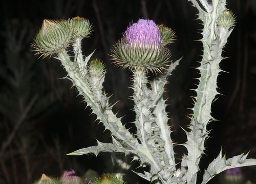 Wegdistel (Onopordum acanthium)