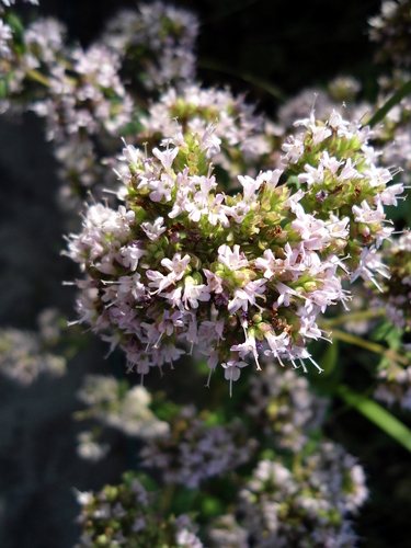 Echter marjolein (Origanum majorana)