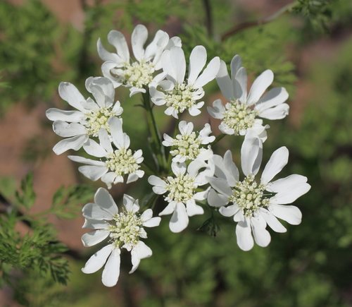 Straalscherm (Orlaya grandiflora)