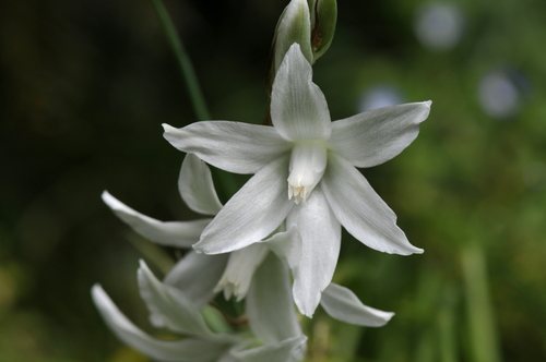 Knikkende vogelmelk (Ornithogalum nutans)
