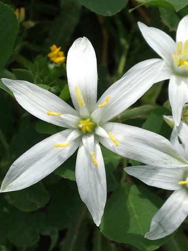 Gewone vogelmelk (Ornithogalum umbellatum)