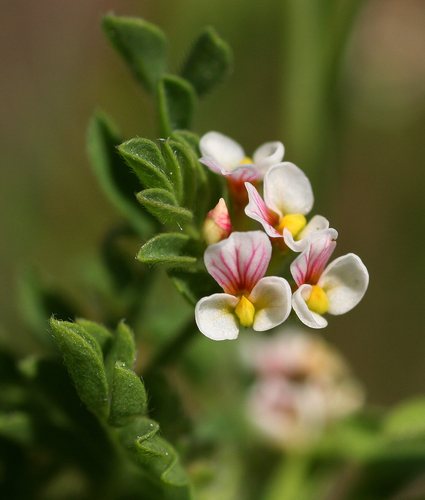 Klein vogelpootje (Ornithopus perpusillus)
