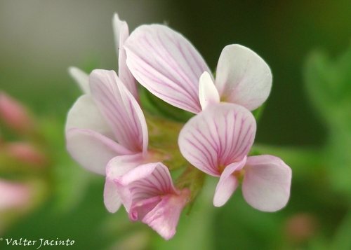 Seradelle (Ornithopus sativus)