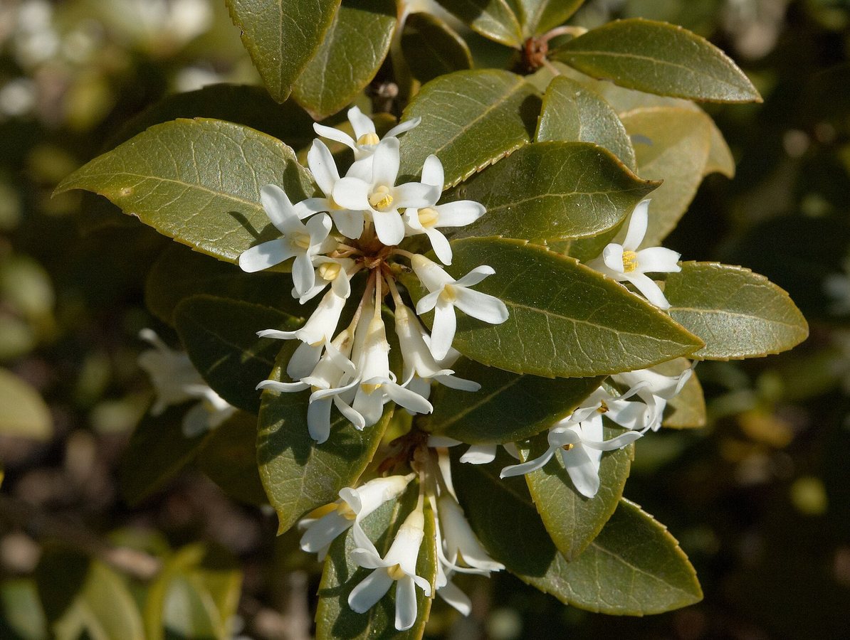 Schijnhulst (Osmanthus burkwoodii)