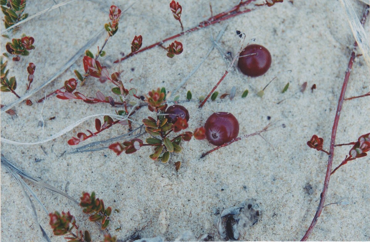 Cranberry / Grote veenbes (Oxycoccus macrocarpos (Vaccinum macrocarpos))