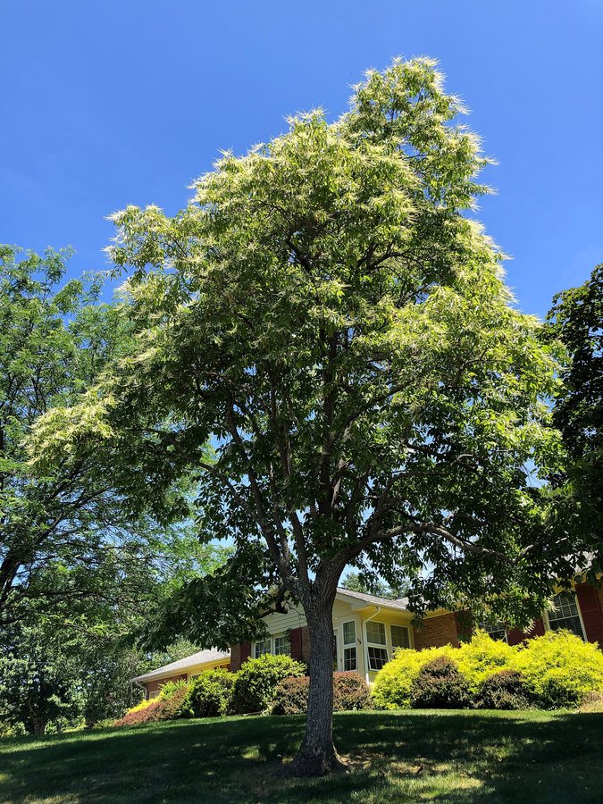 Zuurboom (Oxydendrum arboreum)