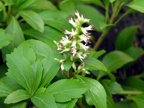 Pachysandra (Pachysandra terminalis)