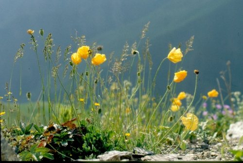 IJslandse papaver (Papaver croceum)