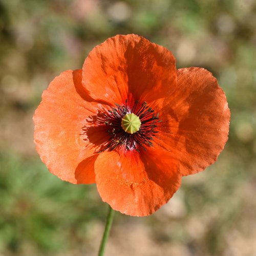 Bleke klaproos (Papaver dubium)