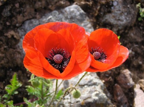Grote klaproos (Papaver rhoeas)