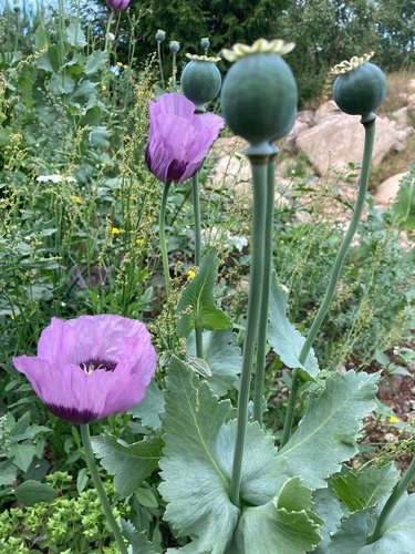 Slaapbol (Papaver somniferum)
