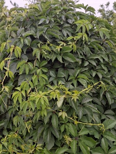 Valse wingerd (Parthenocissus inserta)