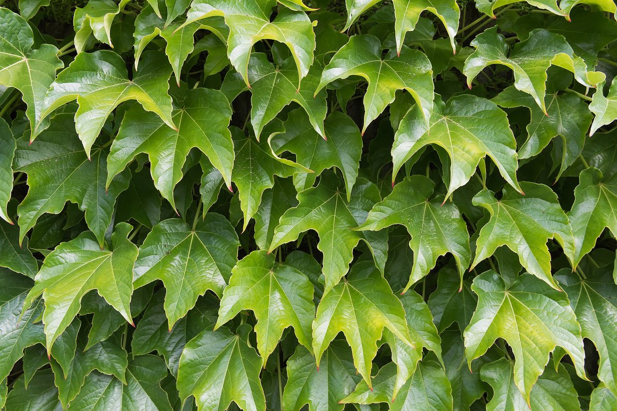 Oosterse (wilde) wingerd (Parthenocissus tricuspidata)