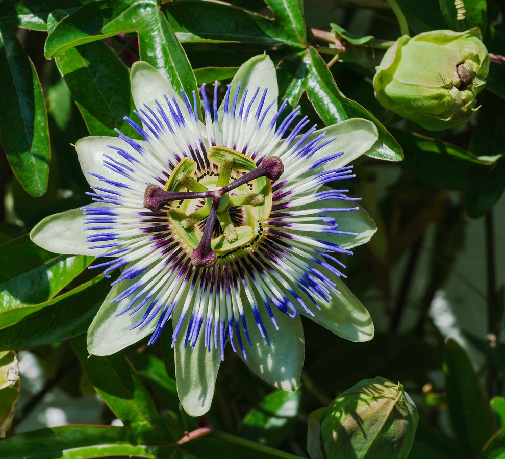 Blauwe passiebloem (Passiflora caerulea)