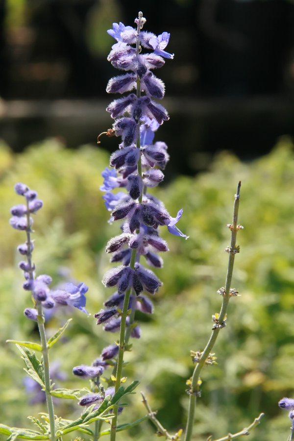 Perovskia (Perovskia atriplicifolia)