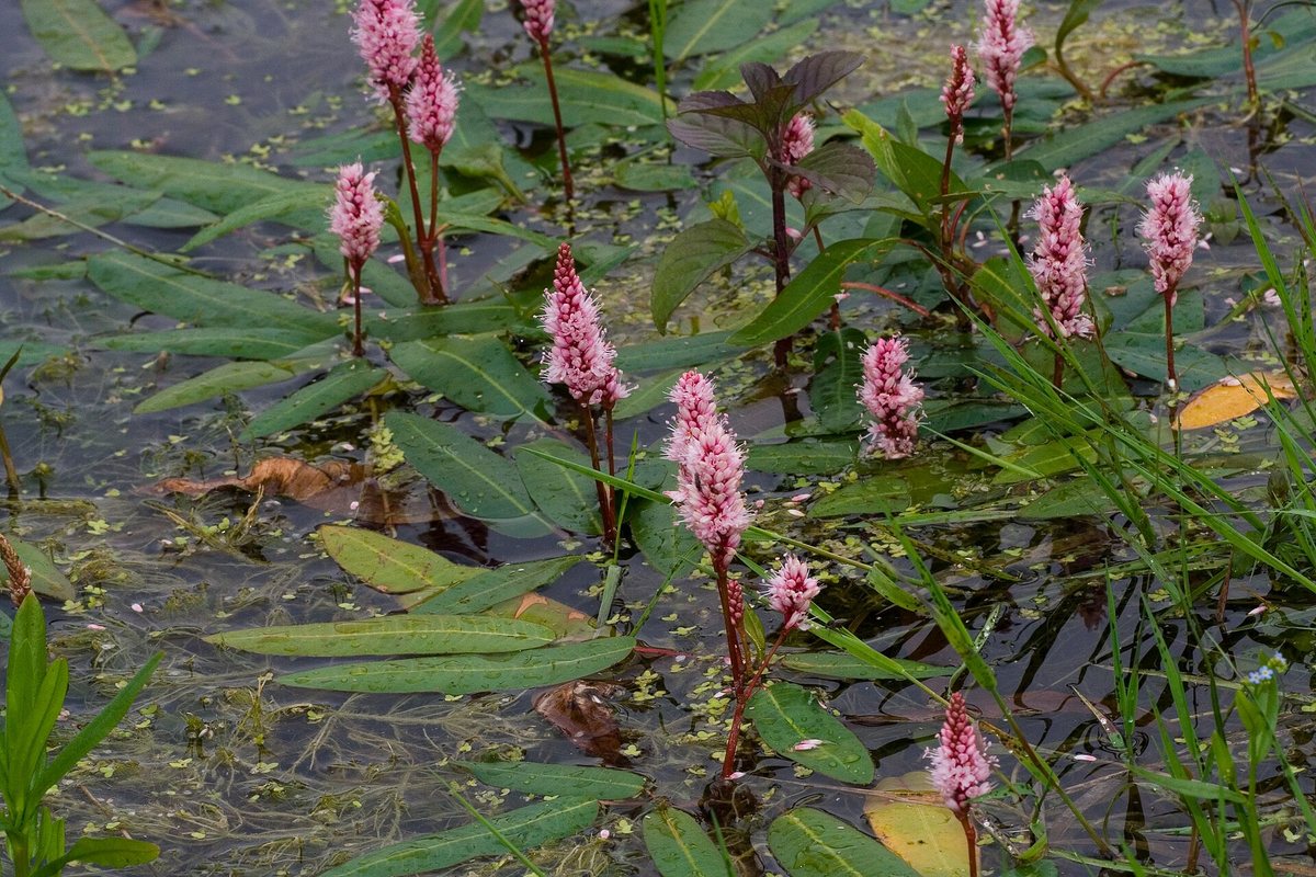 Veenwortel (Persicaria amphibia)