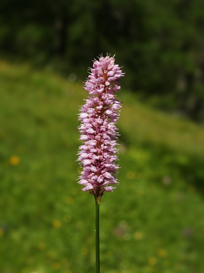 Adderwortel (Persicaria bistorta)