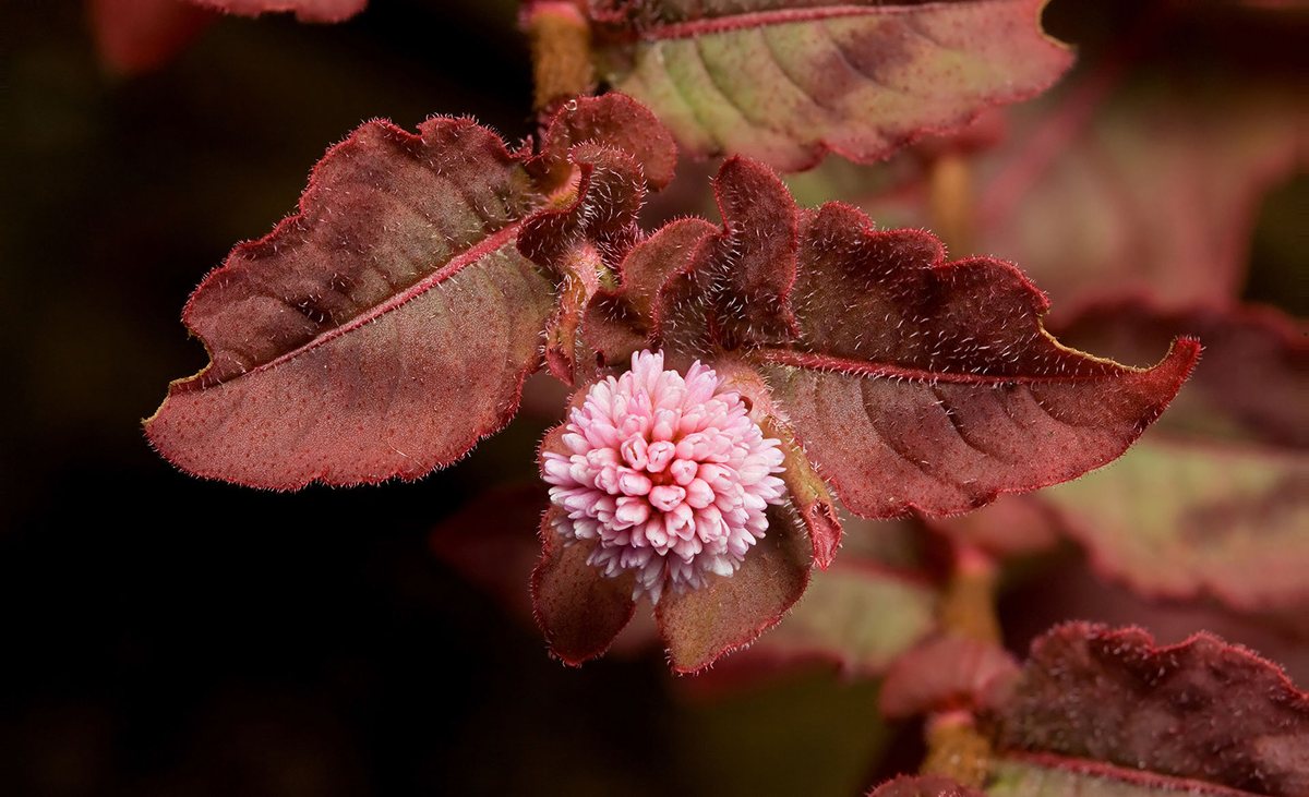 Kruipende duizendknoop (Persicaria capitata)