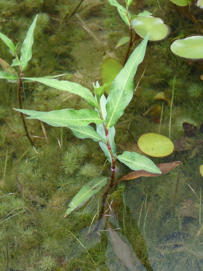 Waterpeper (Persicaria hydropiper)