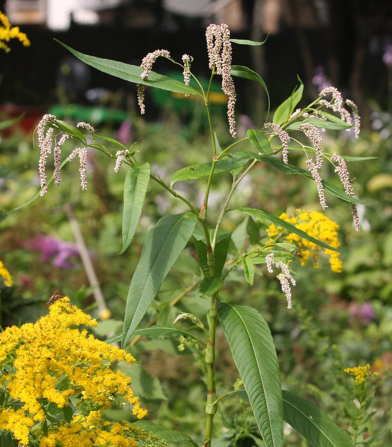 Beklierde duizendknoop (Persicaria lapathifolia)