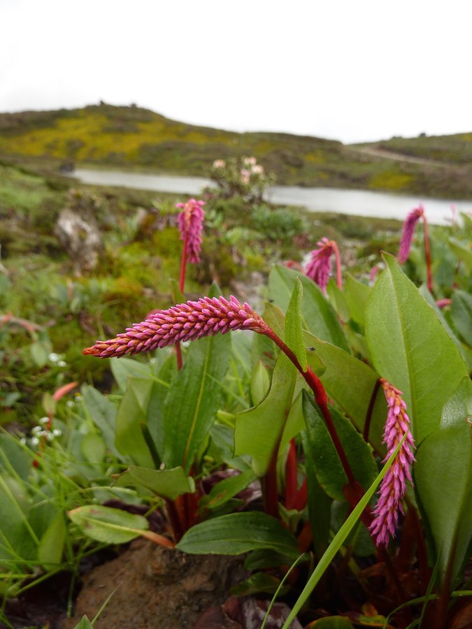 - (Persicaria macrophylla)